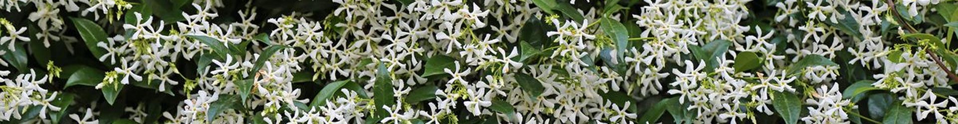 البيوت الدمشقية